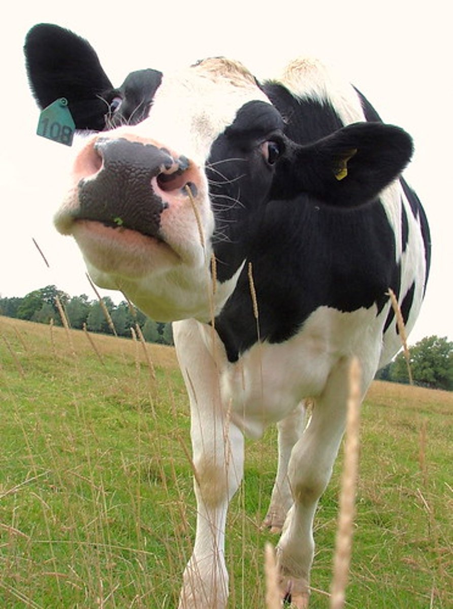 <p>cow, ox (niú)</p>