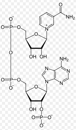 <p>A molecule produced as a result of light reactions during photosynthesis and which is also used by the Calvin cycle.</p><p>This is a reducing agent as it is able to donate electrons to oxidize another material and thus become positively charged. In doing this it becomes NADP+ losing its H+ cation and 2 electrons thus having an overall +1 positive charge.</p><p>This molecule is created during light dependent reactions through the reduction of NADP+</p><p>This molecule donates its electrons during the Calvin cycle in order to convert CO2 into sugars.</p>