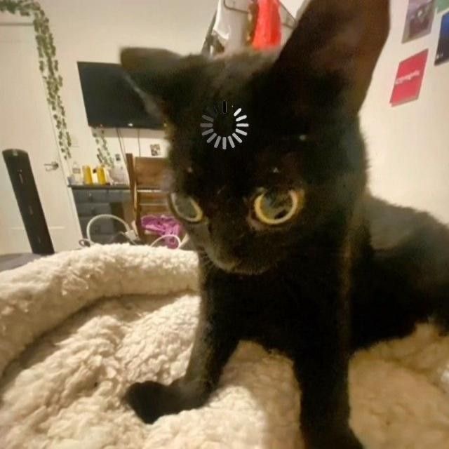 <p>What is the scientific name for cat?</p>