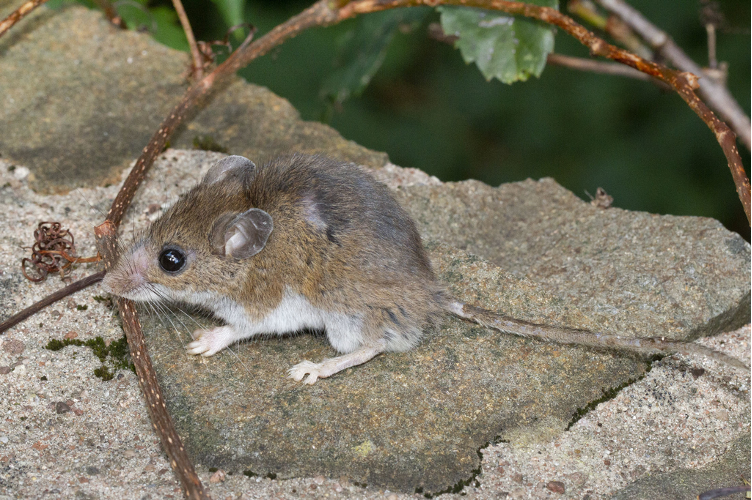 <p>What genus does this mouse fall in?</p>