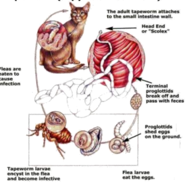 <p>this is the life cycle of?</p>