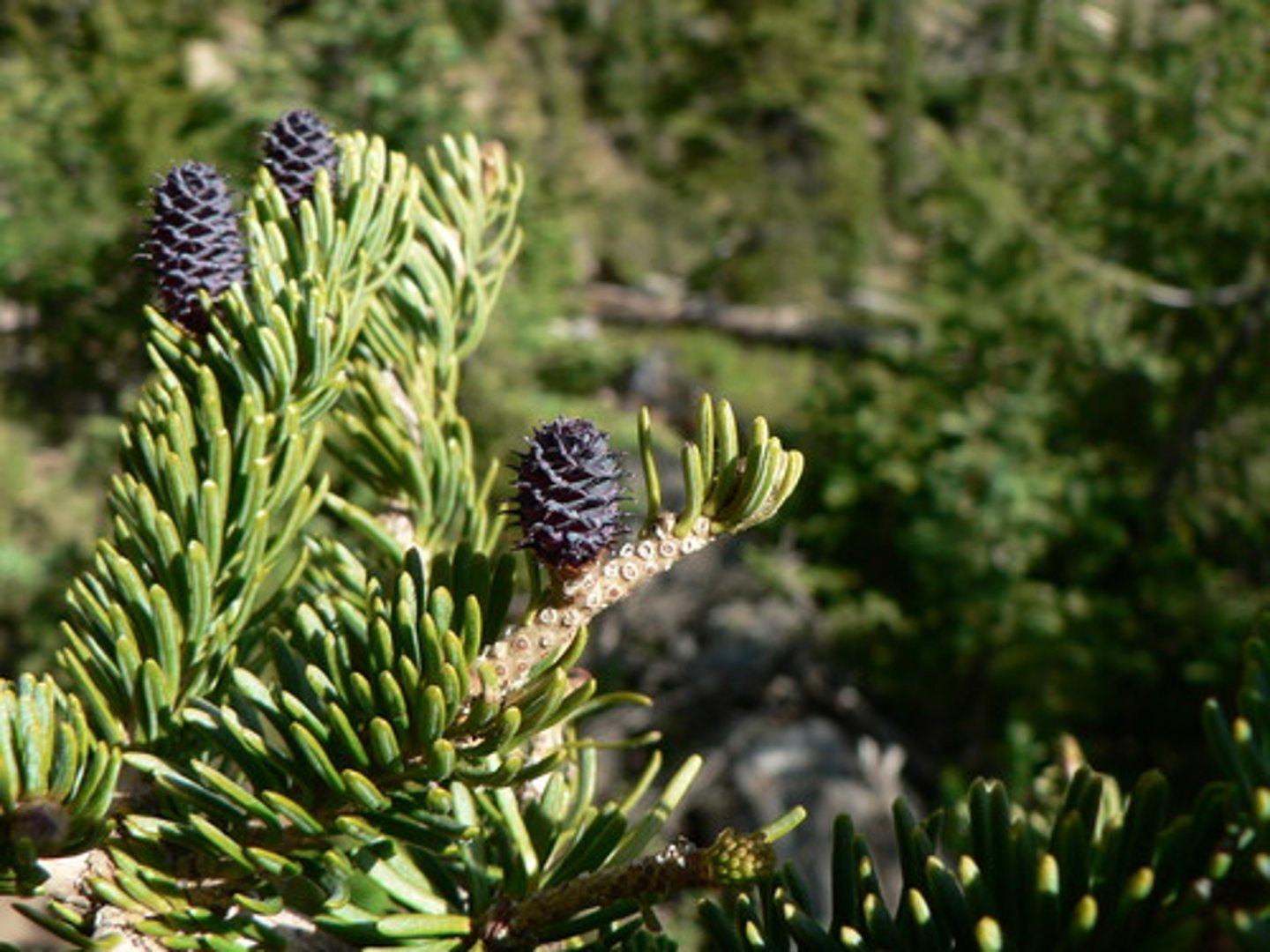 <p>- needles: thick, clustered, curved upwards.</p><p>- Twigs: woody sent, less citrusy</p><p>- Cones: resinous, purple/black color, wide-ish</p>