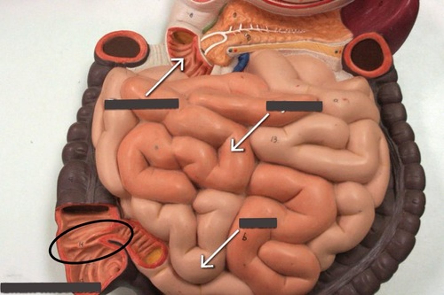 <p>Separates small intestine from large intestine</p>