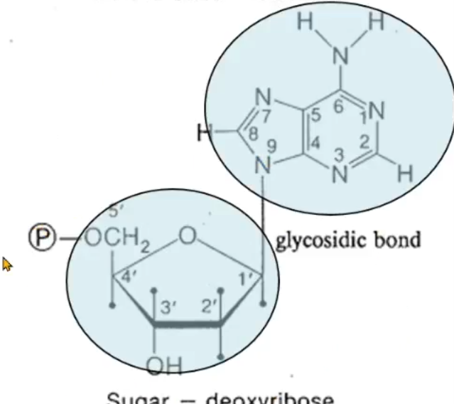 <p>what is this highlighted portion representing?</p>