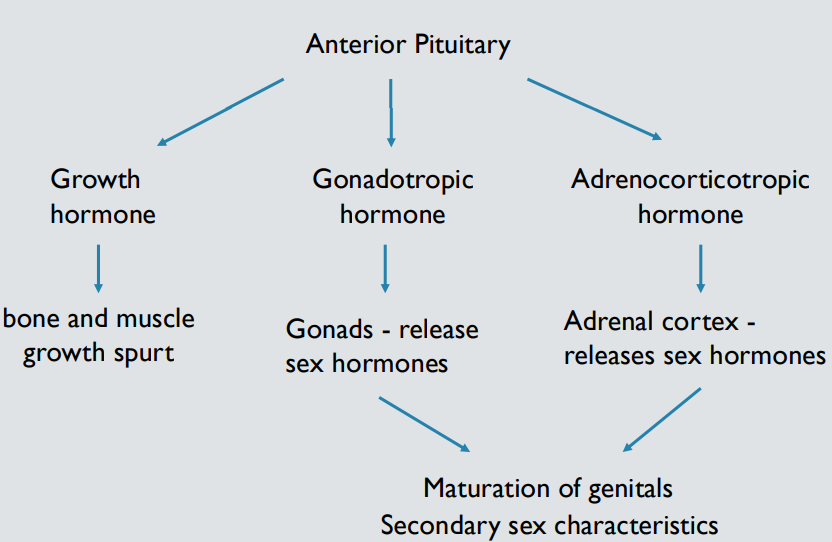 <p>Puberty, a time period during which fertility is achieved, growth spurt occurs, and secondary sex characteristics develop; marked by surge in hormone release from the anterior pituitary</p>