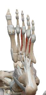 <p>Interosseux plantaires ($$3$$ muscles)</p>