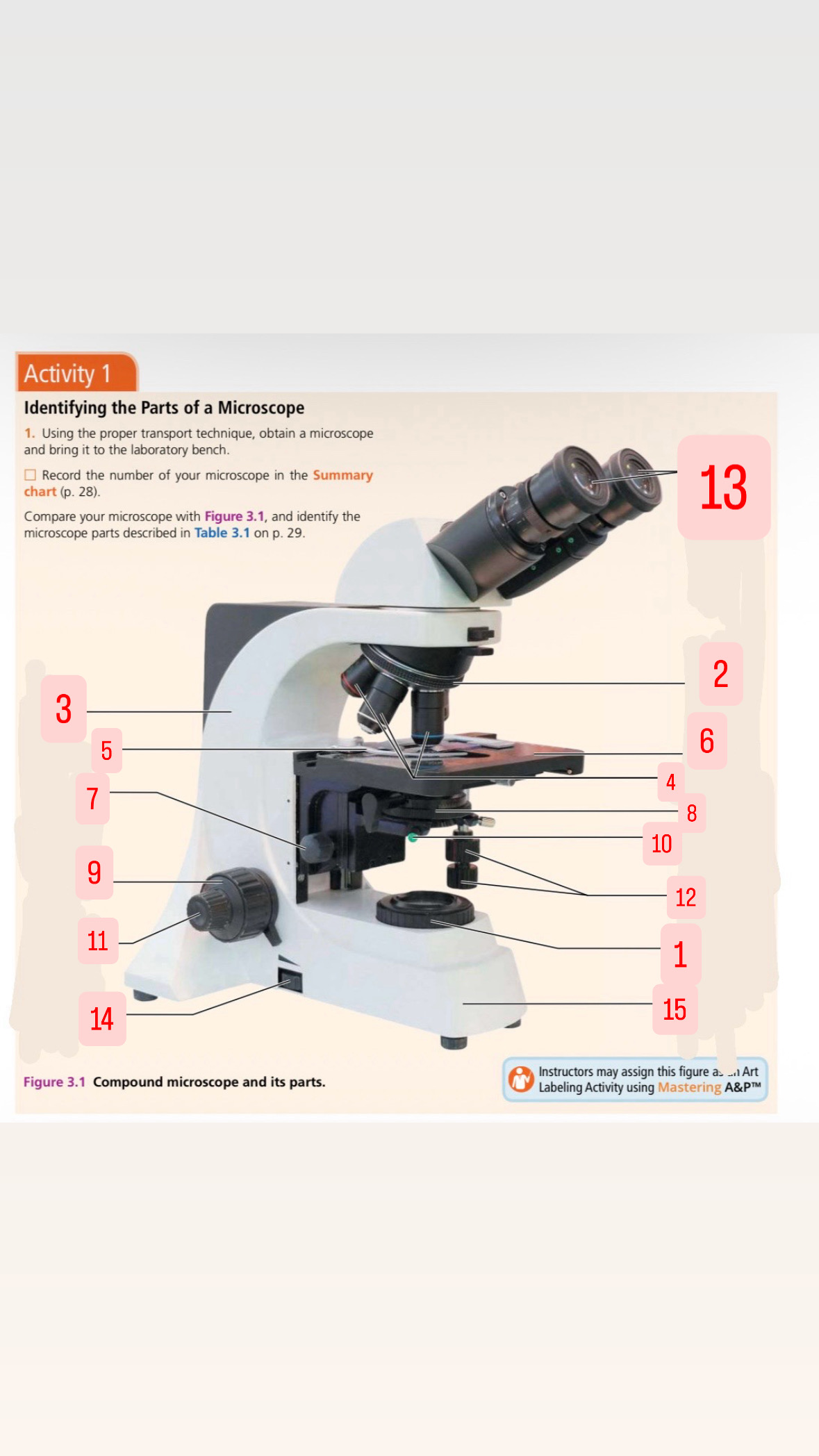 <p>Objective lenses</p>