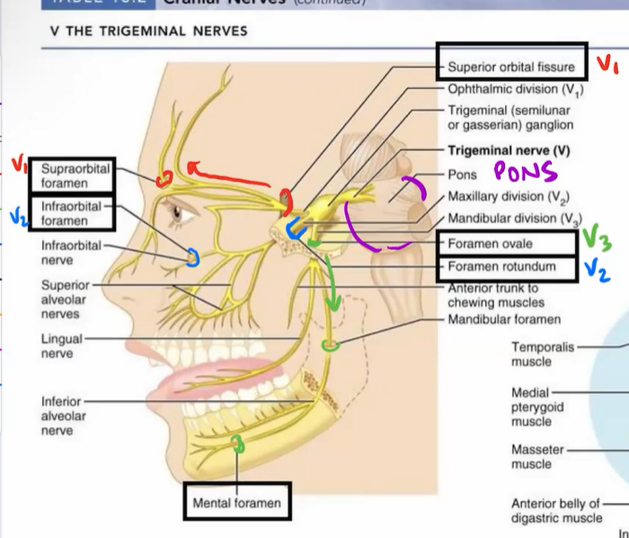 <p>V1: pons → superior orbital fissure → supraorbital foramen</p><p>V2: pons → Foramen rotundum → infraorbital foramen</p><p>V3: pons → foramen ovale → mental foramen</p>