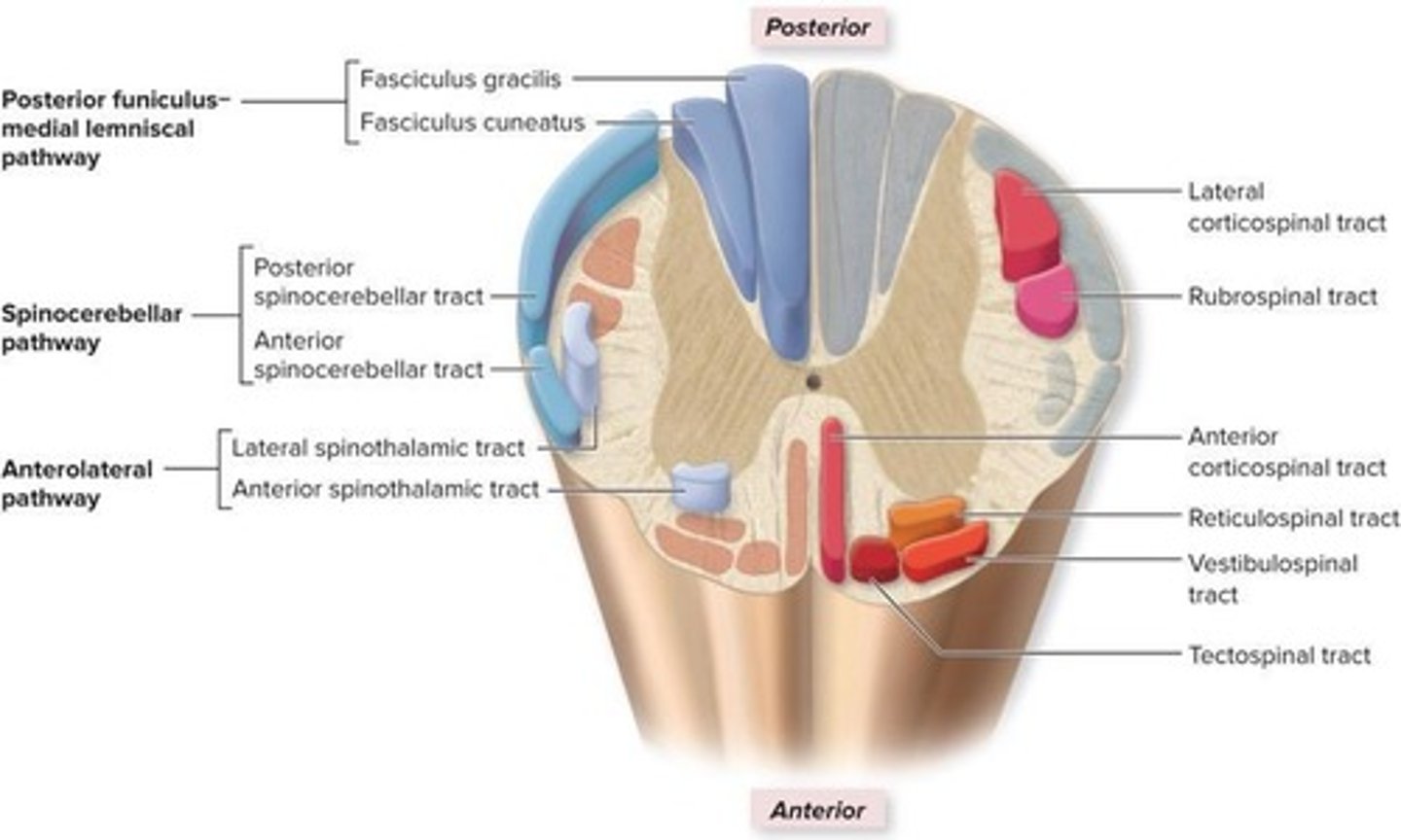 <p>Location of conscious thought processes and complex intellectual functions</p>