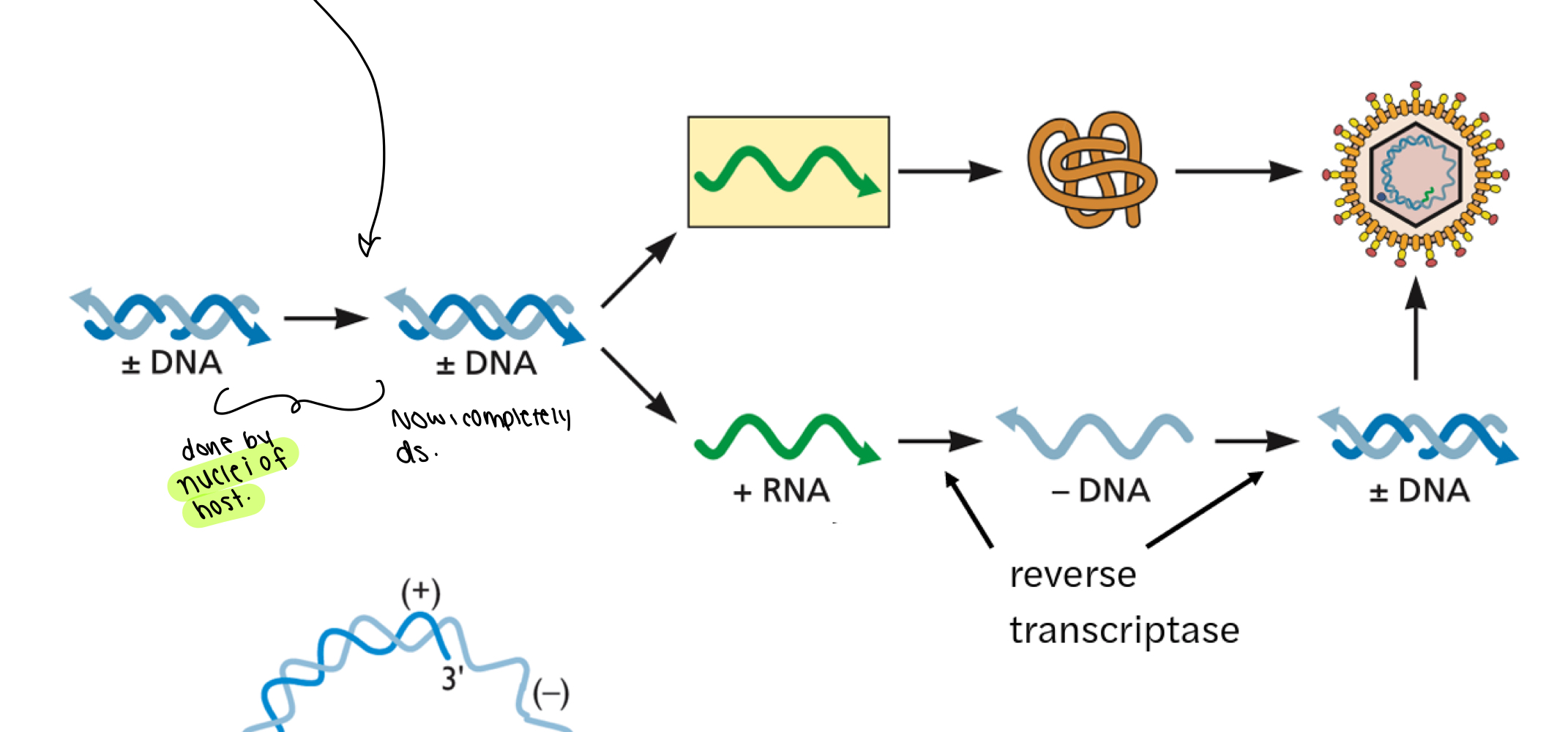 <p>They need to be repaired by the nucleus of the host before proceeding (made into dsDNA).</p>
