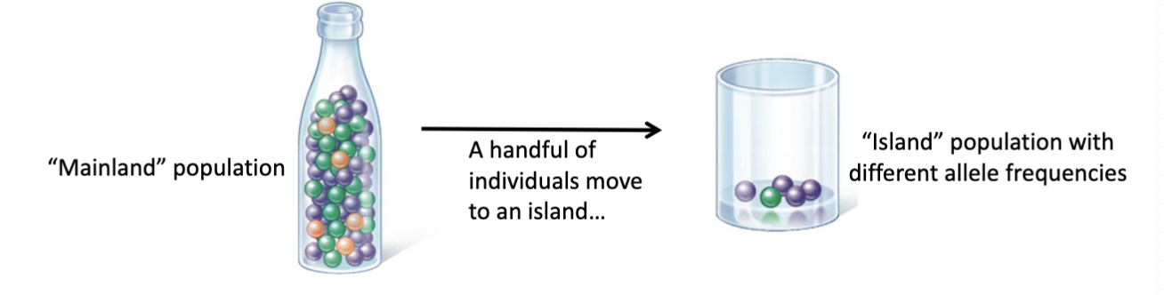 <ul><li><p>example of genetic drift</p></li><li><p>when a group of individuals and the alleles they carry move to a new ara and form a new population</p><ul><li><p>original population where they came from still exists</p></li></ul></li></ul><p></p>