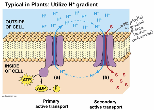 <p>movement down concentration gradient is coupled with movement of 2nd substance against concentration gradient</p><p>H+ gradients </p>