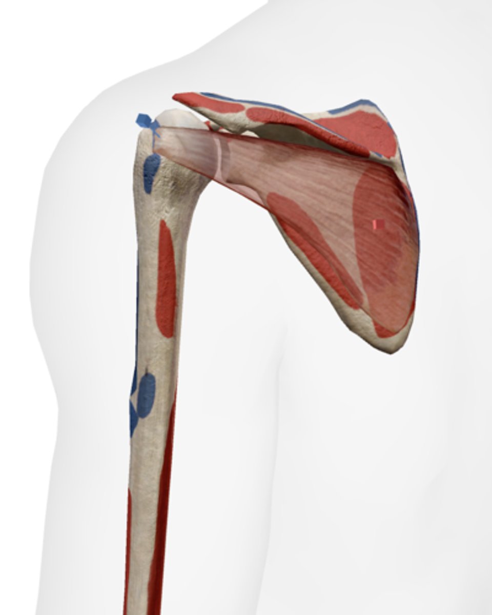 <p>infraspinous fossa of scapula</p>