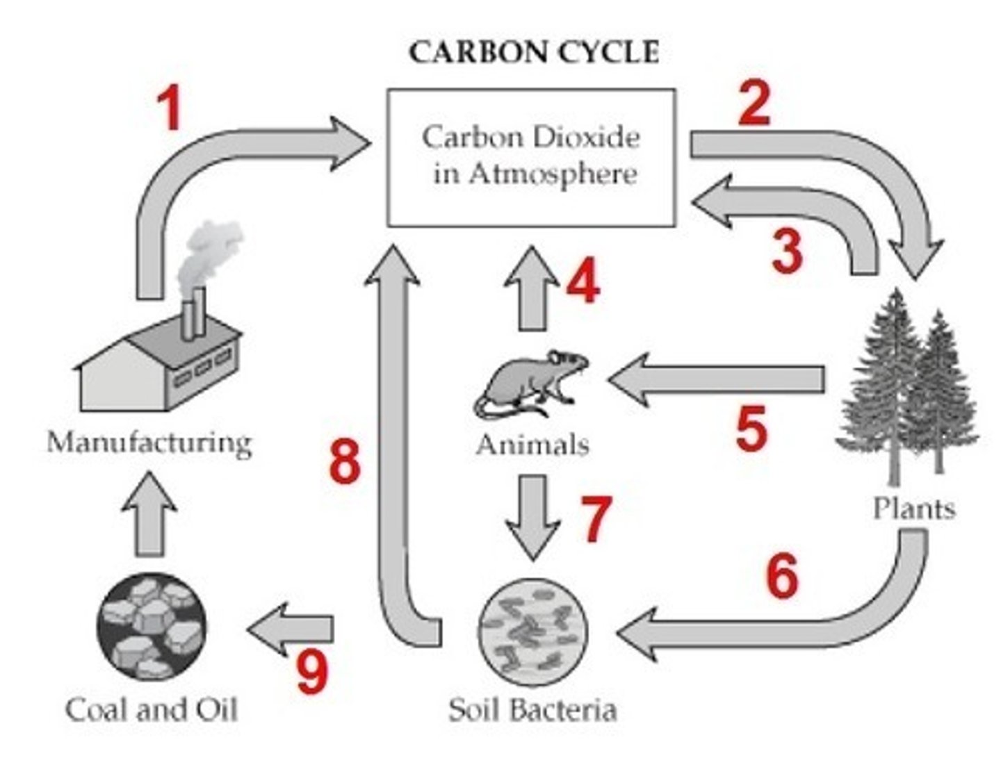 <p>What happens to carbon when one organism eats another organism. (Process 5)</p>