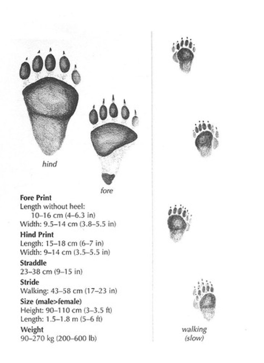 <p>7"x5" front foot, 8"x6" back foot</p>