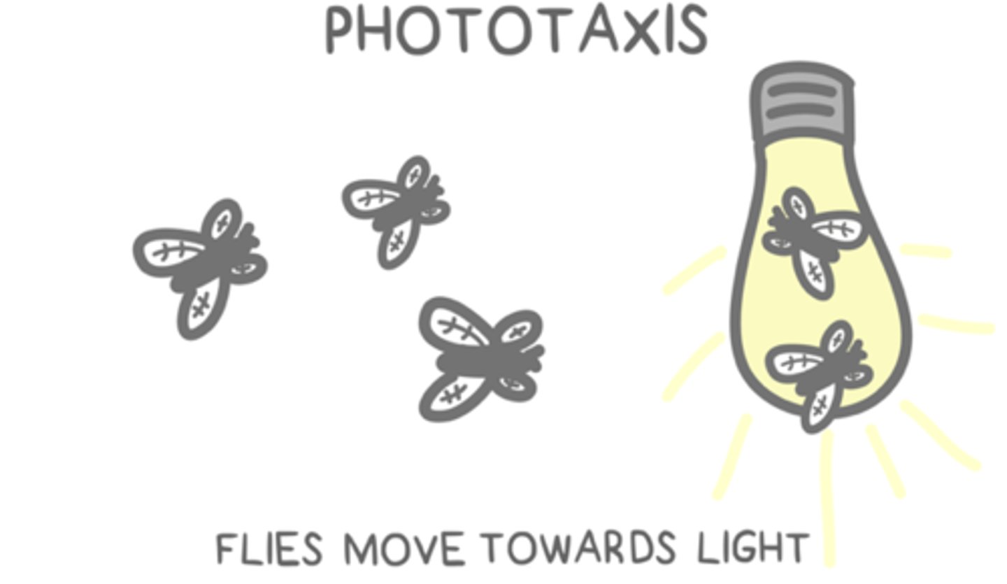 <p>phototaxis (can be positive/negative)</p>