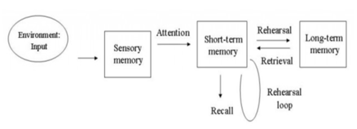 <p>1. Memory consists of a number of separate locations in which information is stored</p><p>2. Memory processes are sequential.</p><p>3. Each memory store operates in a single, uniform way.</p>