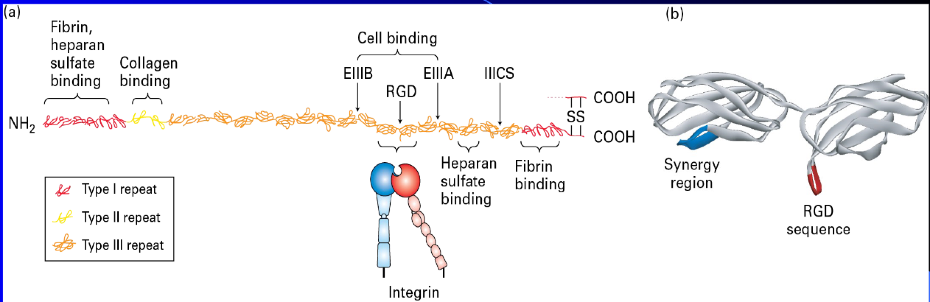 <ul><li><p><span>is multi adhesive (bind to many different ECM molecules)</span></p></li></ul><ol><li><p><span>dimer</span></p></li><li><p><span>important to wound healing </span></p></li><li><p><span>important to morphogenesis</span></p></li></ol><p></p>