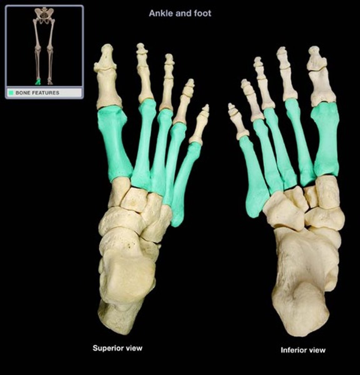 <p>the five parallel bones of the foot between the tarsus and the phalanges</p>