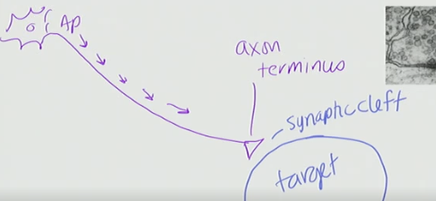 <p>The current gets to the target by the synaptic cleft (the space between the axon terminus and the target. This is because it cannot jump to the target</p>