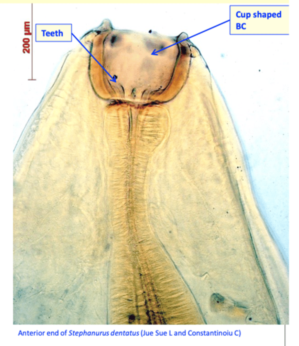 <p>Adult worms</p><p>Stout worms, males up to 3 cm and</p><p>females up to 4.5 cm;</p><p>The cuticle is rather transparent  internal organs are easily seen in fresh specimen;</p><p>The buccal capsule is cup shaped and thick walled, small leaf crown; triangular teeth at base of buccal capsule;</p>