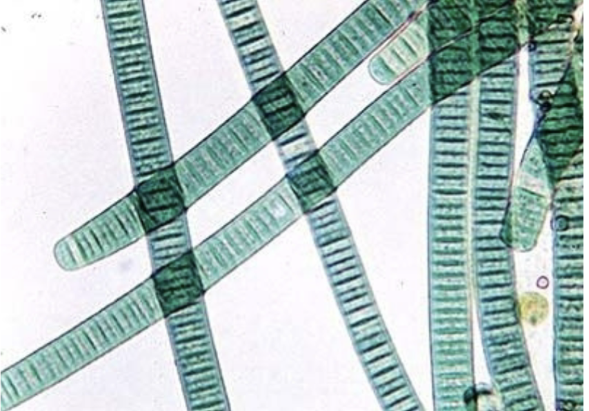 a type of prokaryotic bacteria that is a colonial blue-green algae that involves filaments, and photosynthesizes 
