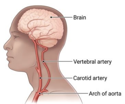 <p>Blood Supply in Brain</p>