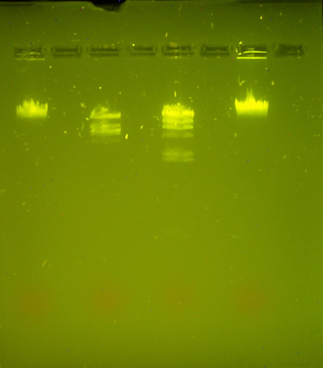<p>gel lab 2 - why did the BAM enzyme not cut?</p>