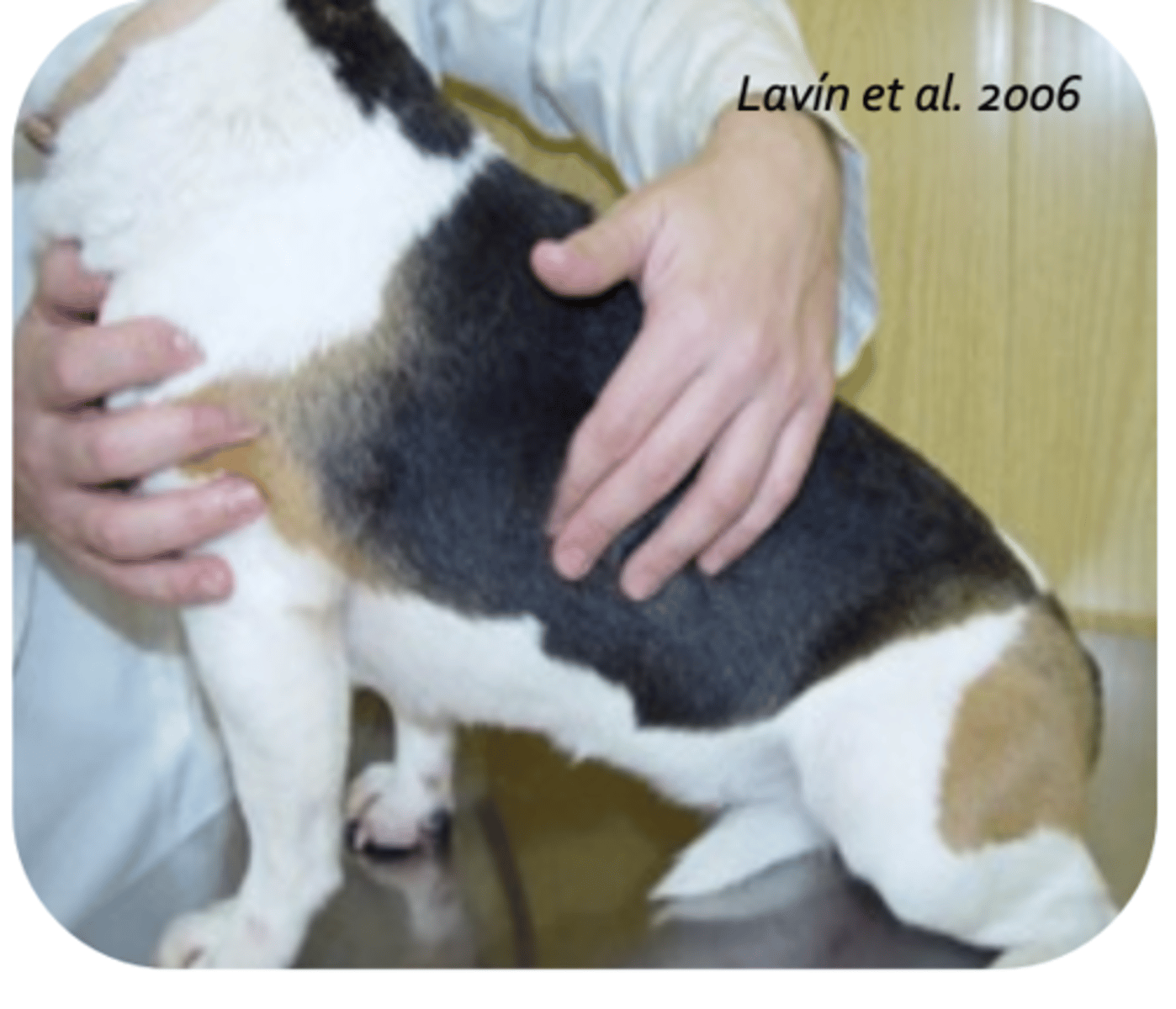 <p>what is being palpated?</p>