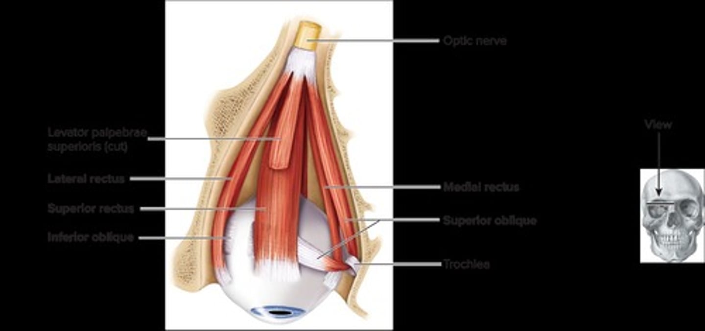 <p>Extrinsic eye muscles</p><ol><li><p>Superior rectus</p></li><li><p>Inferior rectus</p></li><li><p>Medial rectus</p></li><li><p>Inferior oblique </p></li></ol><p></p><p>Eyelid muscles</p><ol><li><p>Levitator palpebrae (elevates eyelid)</p></li></ol><p></p>
