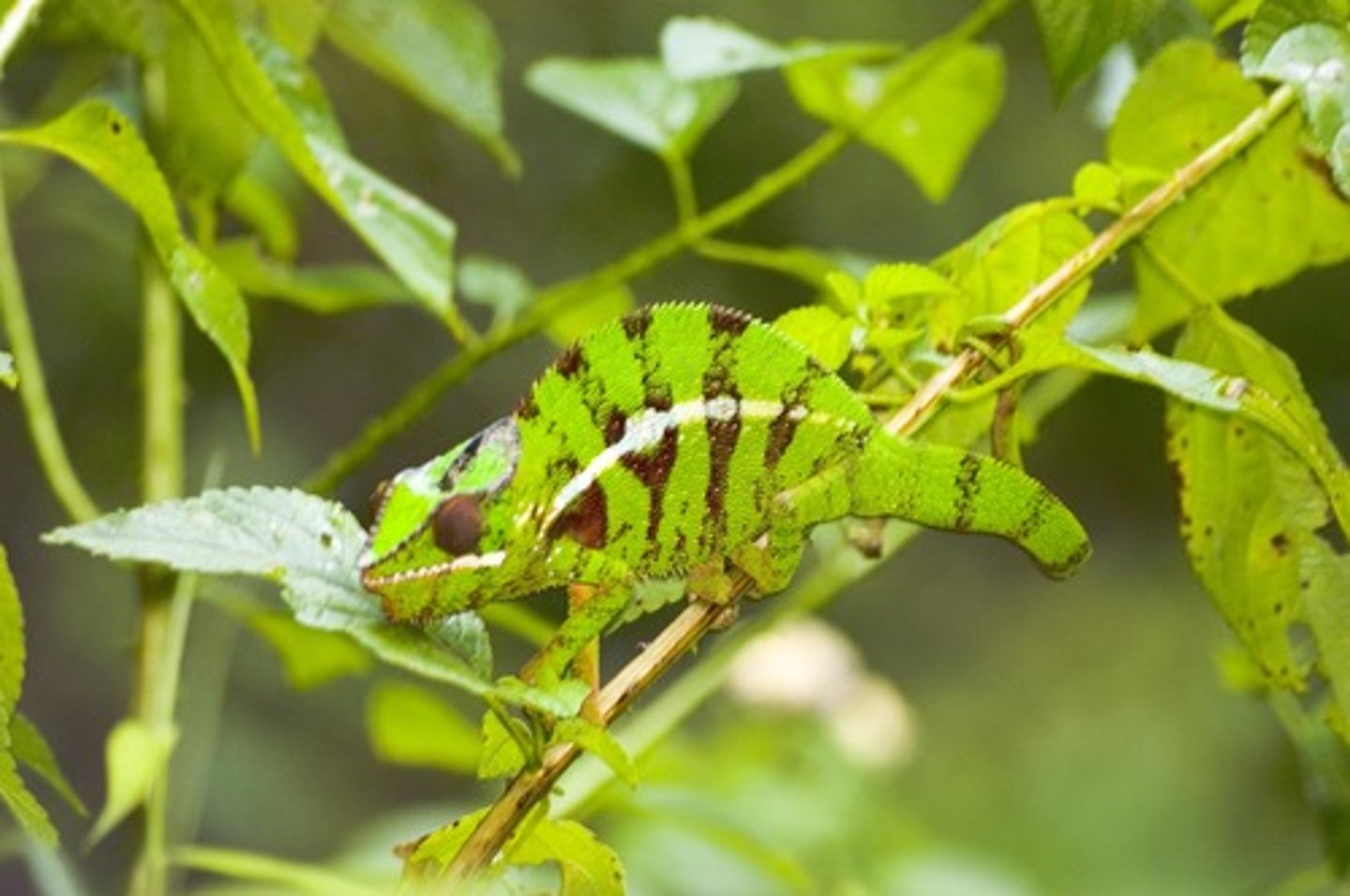 <p>Physical or behavioral features of an organism that help them to survive in their environment.</p>