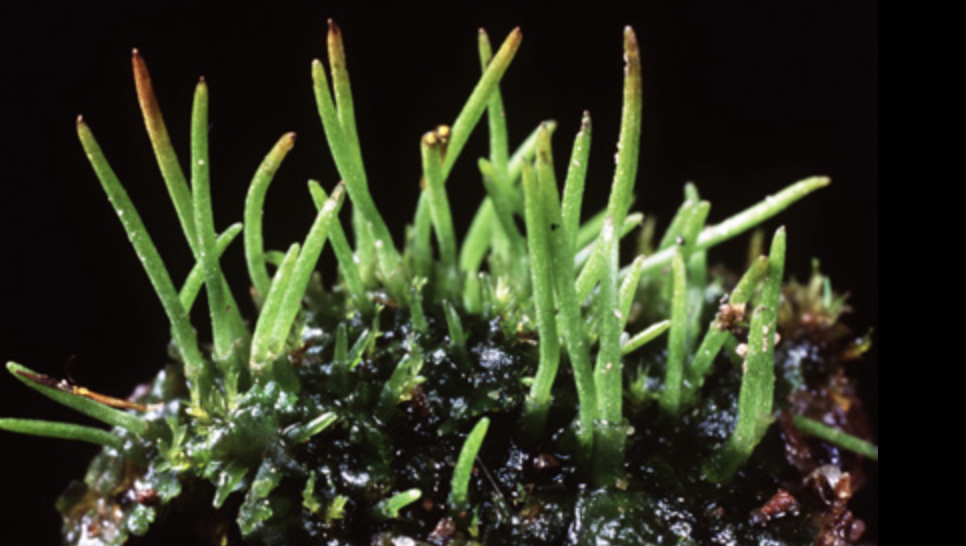 <p>What type of plant is this?</p>