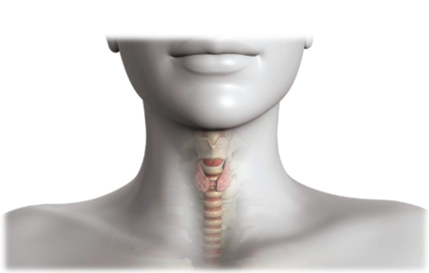<p>1. Iodide trapping (Iodide is the ion state of iodine)</p><p>2. Organification reaction(Iodination of thyroglobulin (Tg))</p><p>3. Coupling reaction (conjugation of monoiodotyrosine (MIT) and diiodotyrosine (DIT))</p><p>4. Hormone release (T4 and T3)</p>