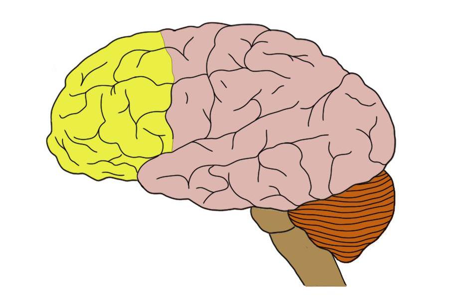 <p>Part of frontal lobe responsible for thinking, planning, personality, mood, self-awareness, decision making, executive functions, and language</p><ul><li><p>In front of the motor cortex</p></li><li><p>Damage to this region often boosts people’s risk for impulsive or even criminal behaviours</p><p></p></li></ul><p></p>