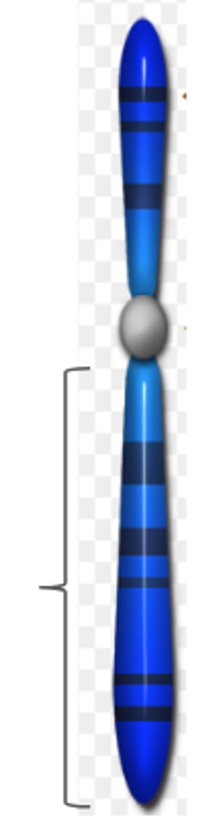<p>long arm of chromosome</p>