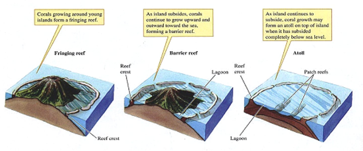 <p>Fringing: near coastline and around islands/continents</p><p>Barrier: parallel to coastline but are separated by deeper, wider lagoons</p><p>Atolls: rings of coral that create protected lagoons</p>
