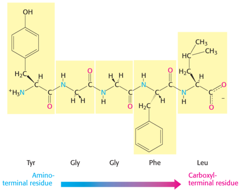 <ul><li><p>amino acids are joined enzymatically in condensation rxn</p></li><li><p>polypeptide chain has directionality, amino terminal is start of chain</p></li><li><p>backbone consists of peptide bonds and alpha carbons, while variable part are distinct R side chains</p></li></ul>