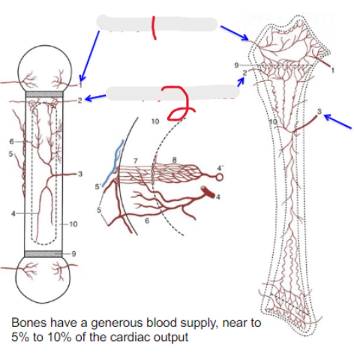 <p>Bone blood supply</p><p>What is #2?</p>