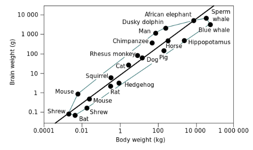 <p>doesn’t carry the most weight, but humans do have the disproportionally largest brain for body size</p><ul><li><p>doesn’t give us function</p></li></ul><p></p>