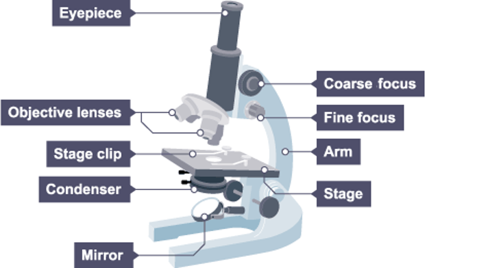 <p>Lens closest to the specimen</p>