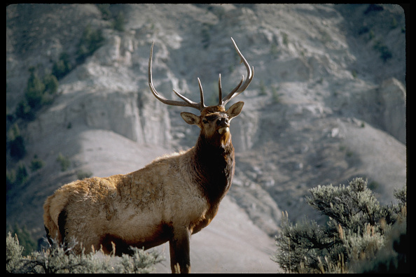 <p><em>Cervus elaphus</em></p>