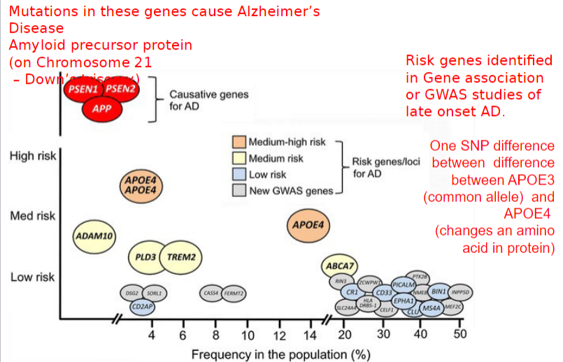 <ul><li><p>mutations in amyloid precursor protein or PSEN1/PSEN2/APP genes are causative for AD but are rare</p></li><li><p>APOE4 - changes  expression of amino acid (one SNP different from APOE3, a common allele)</p></li></ul>