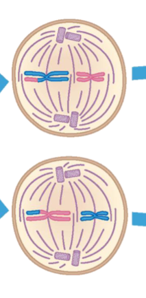 <p>Chromosomes attach align along equator of the cell</p>
