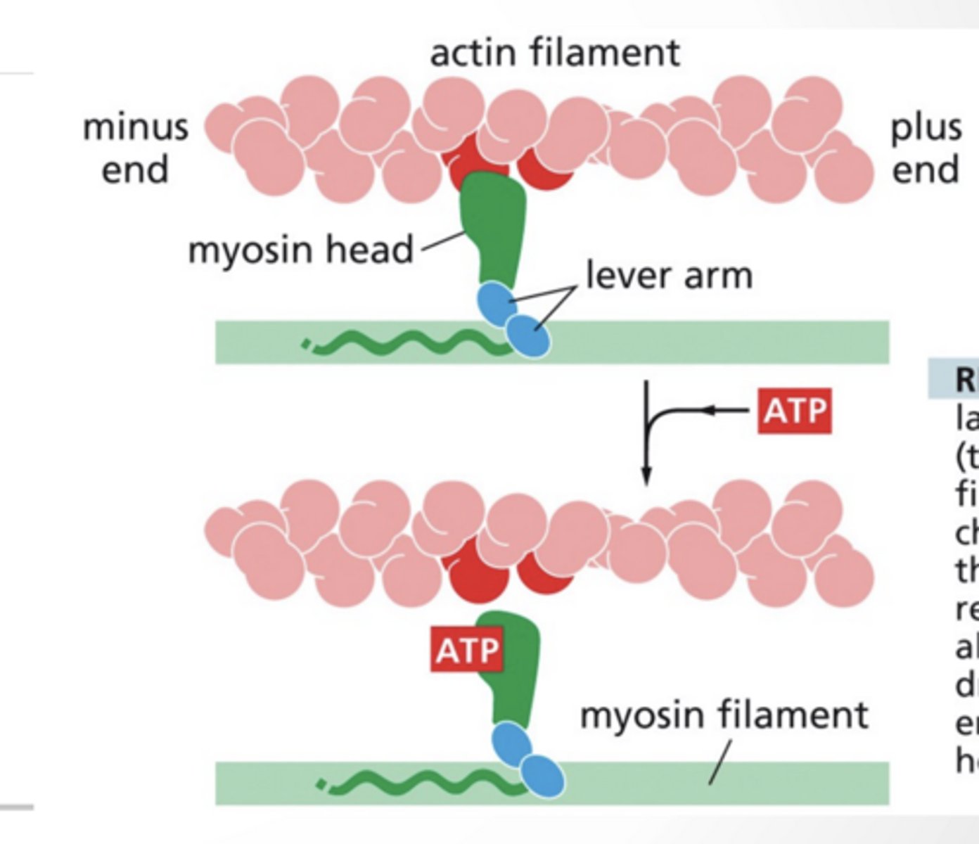 <p>MYOSIN AND ACTIN DYNAMICS</p><p>ATP binding releases the myosin from actin</p><p>ATP hydrolysis shifts the myosin arm into a new conformation</p><p>ADP bound myosin binds to actin</p><p>Dissociation of ADP from myosin leads to the "power stroke" where myosin moves actin along</p>