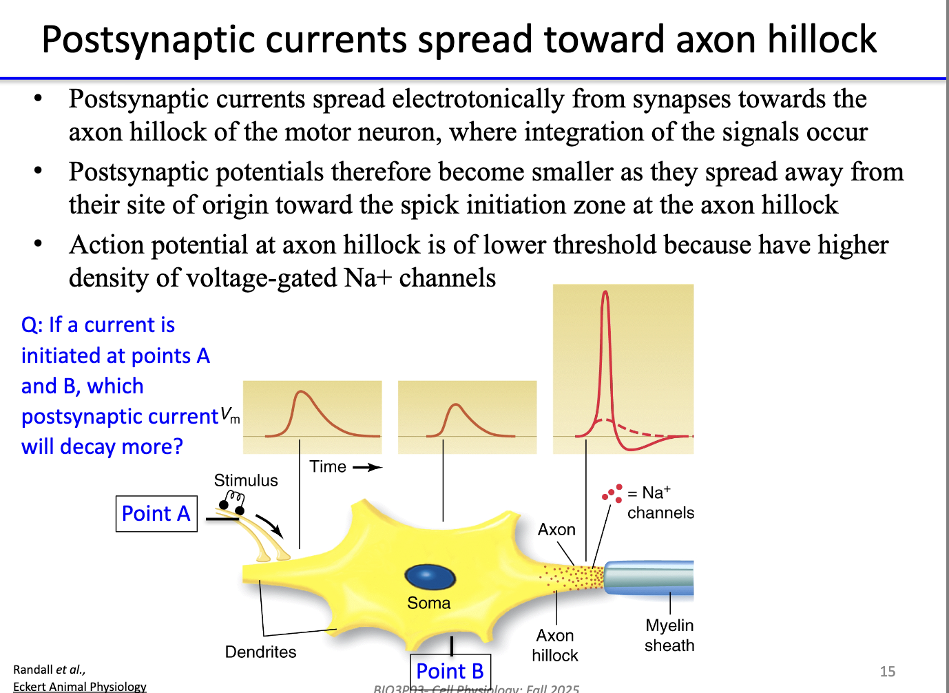 <ul><li><p><strong>Currents spread electrotonically</strong> toward <strong>axon hillock</strong> (spike initiation zone).</p></li><li><p>Potentials <strong>decay with distance</strong> from synapse.</p></li><li><p><strong>Axon hillock:</strong> lower threshold, <strong>high density of voltage-gated Na⁺ channels</strong> → key site for AP initiation.</p></li><li><p>If current starts at <strong>point A (further)</strong> vs <strong>point B (closer)</strong>, <strong>A decays more</strong>.</p></li></ul><p></p>