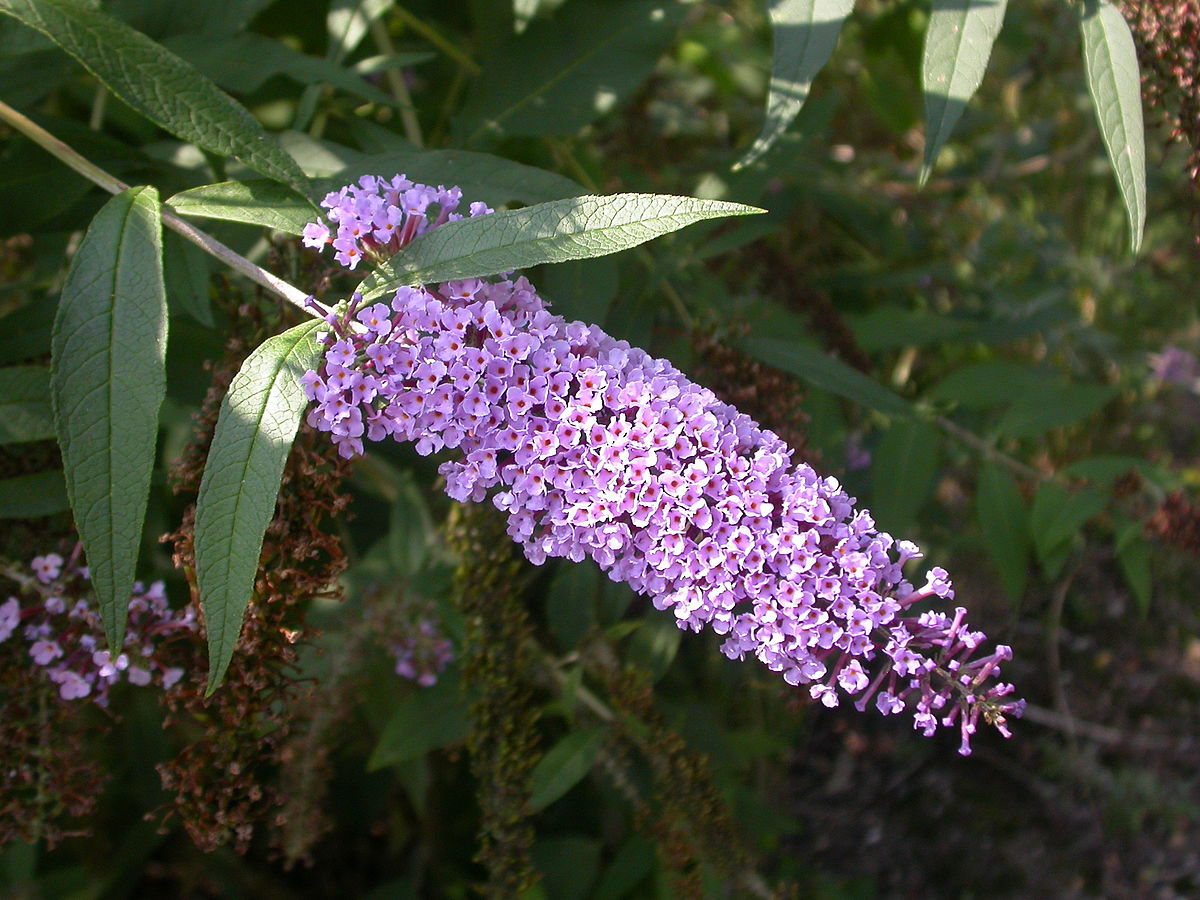 butterfly bush