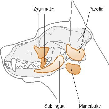 <ul><li><p>deposited into oral cavity via ducts </p></li><li><p>production varies </p><ul><li><p>herbivores the most</p></li></ul></li></ul>