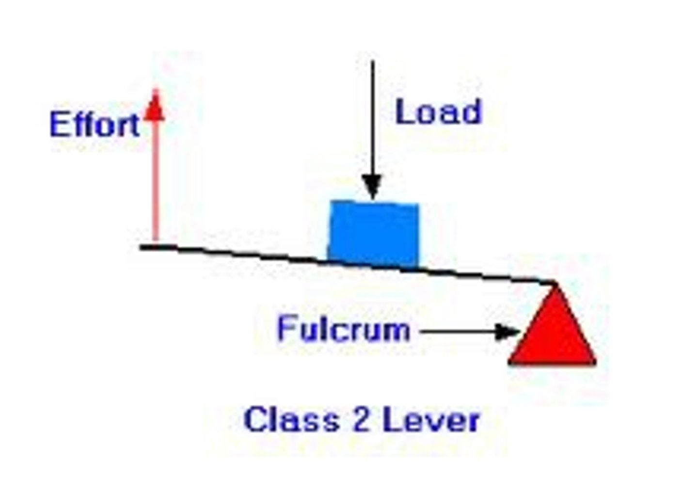 <p>the load (resistance) is in between the fulcrum and the effort (force)</p>