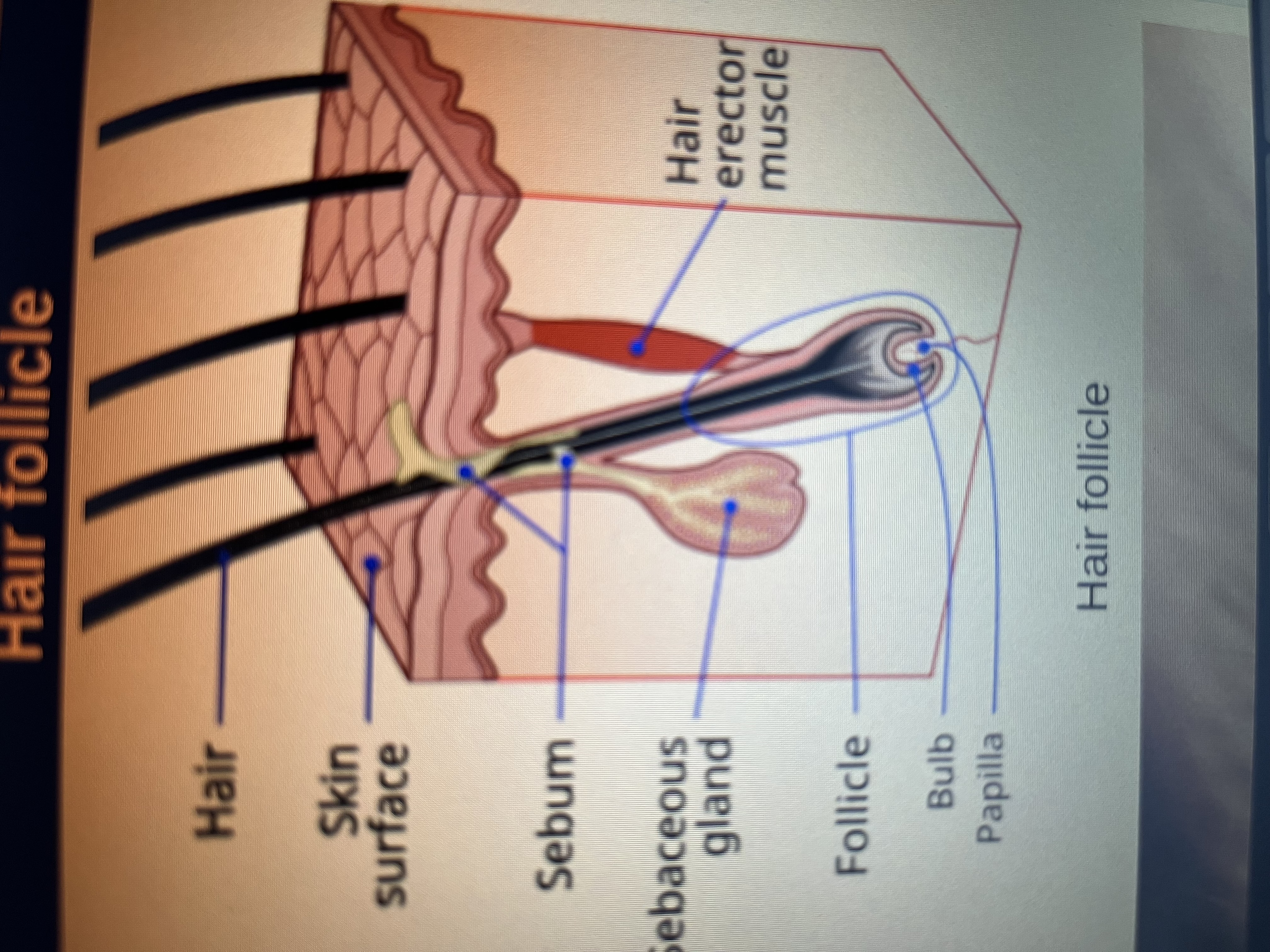 <p>Hair follicle</p>