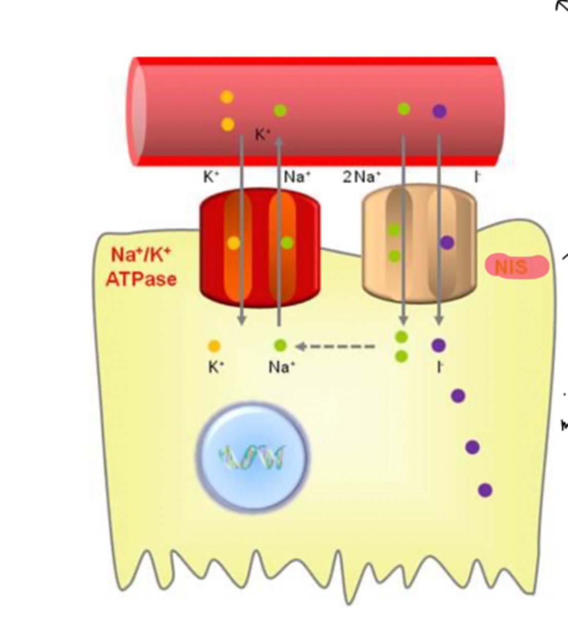 <p>transports I with energy from Na/K ATPase</p><p>1 molecule of I brought in for every 2 molecules of Na brought in</p>
